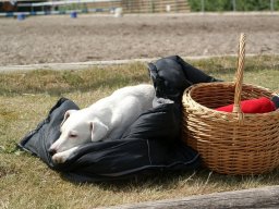 301871_10150929544433585_443147497_n_web